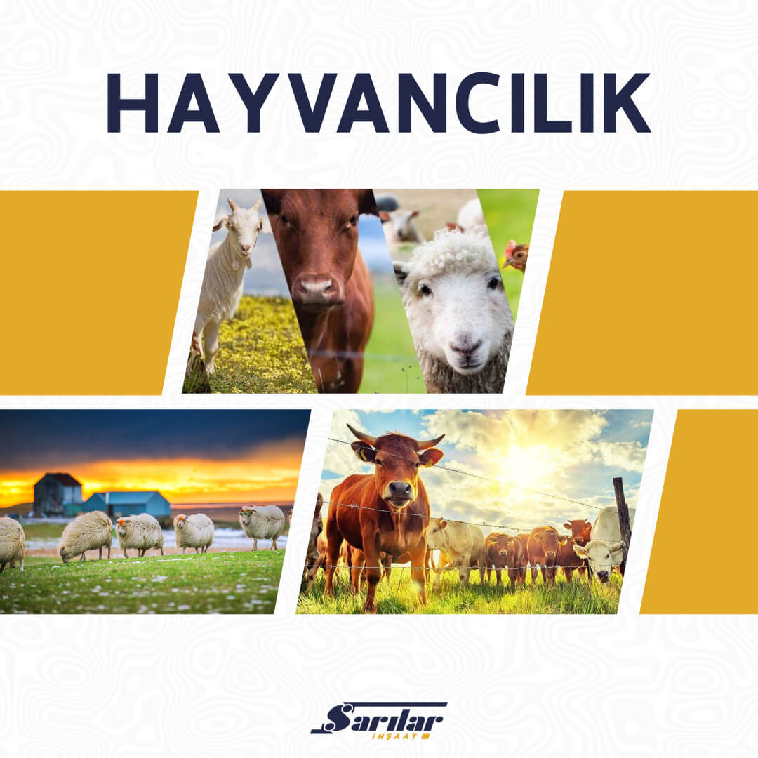 Hayvancılık